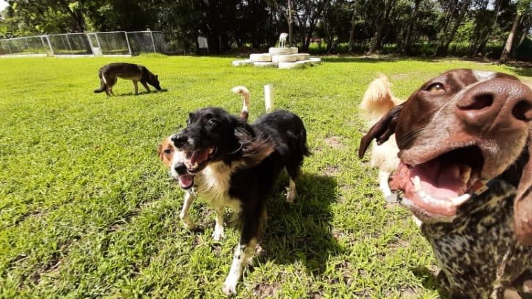 Black and white, a Boxer and Golden Retriever mix tested with EmbarkVet.com