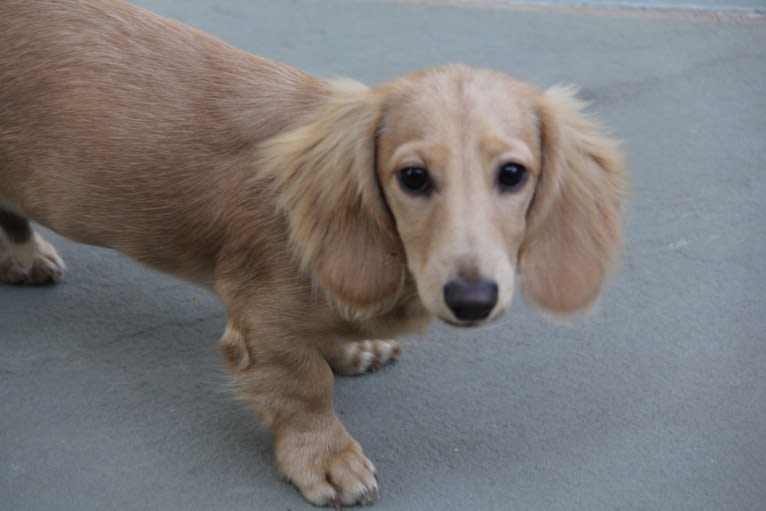 Oliver (Ollie) von Frederick, a Dachshund tested with EmbarkVet.com