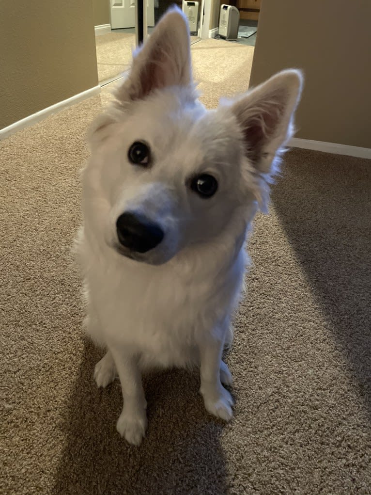 Bolt Sanford, an American Eskimo Dog tested with EmbarkVet.com