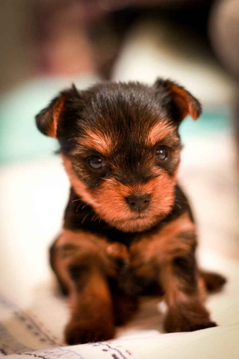 Rosie, a Yorkshire Terrier tested with EmbarkVet.com