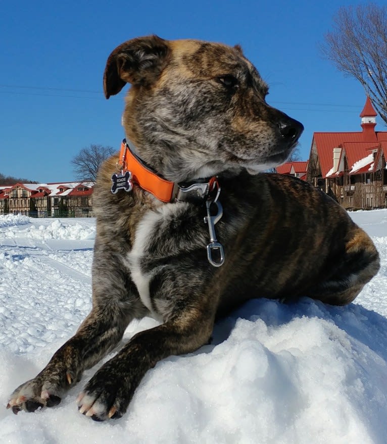 Roadie, a Labrador Retriever and Rottweiler mix tested with EmbarkVet.com