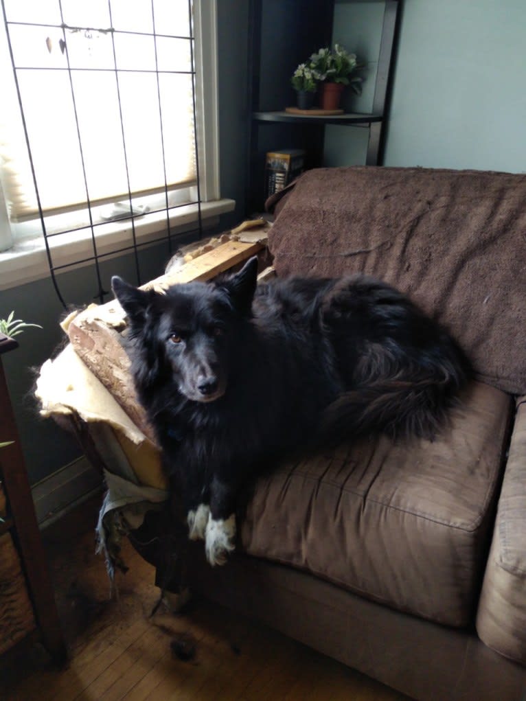 Kelly, a Border Collie and Canadian Eskimo Dog mix tested with EmbarkVet.com