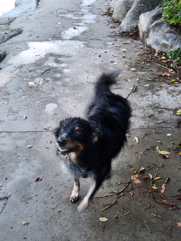 Lancer, an Australian Shepherd and Australian Cattle Dog mix tested with EmbarkVet.com