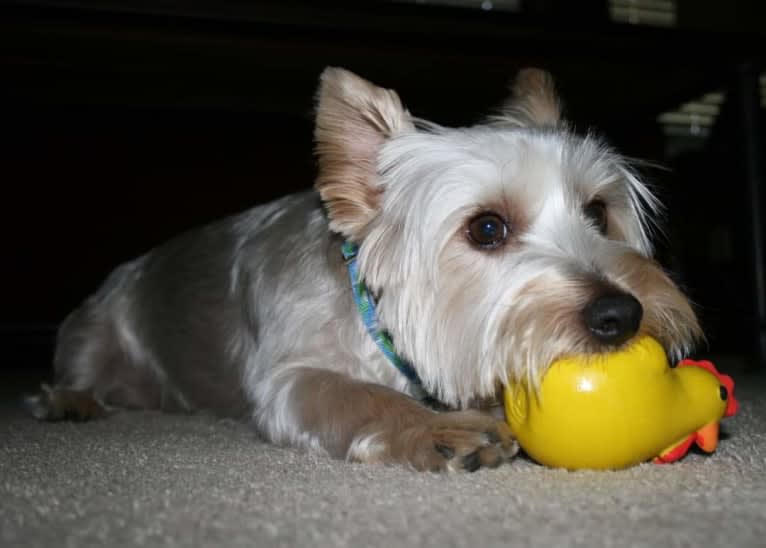 Patton, a Silky Terrier tested with EmbarkVet.com