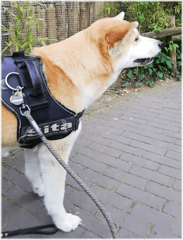 Sita : Akita Inu, an Akita tested with EmbarkVet.com