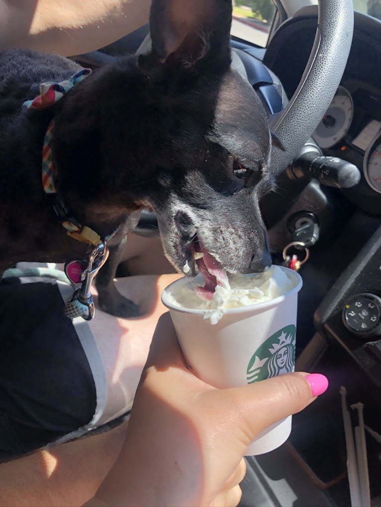 Mitski, a Poodle (Small) and Miniature Pinscher mix tested with EmbarkVet.com