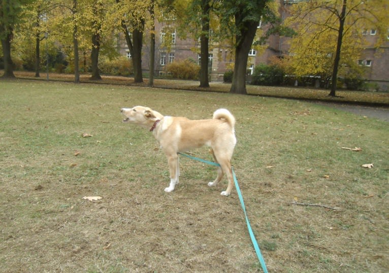Abbie, a Canaan Dog tested with EmbarkVet.com