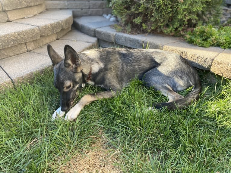 Noukie, an Alaskan-type Husky tested with EmbarkVet.com