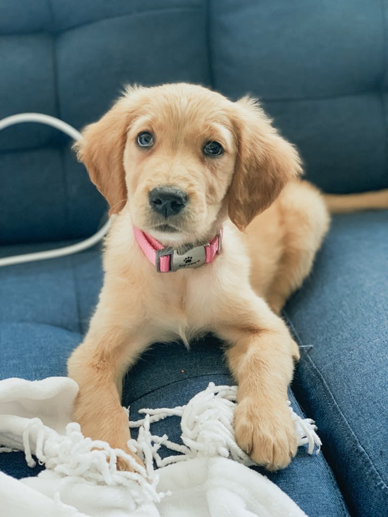 Emmie, a Golden Retriever tested with EmbarkVet.com