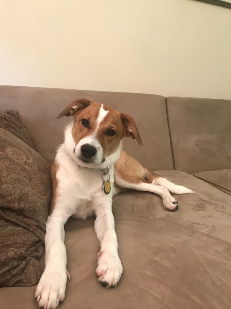 Mabel, an Australian Cattle Dog and Chow Chow mix tested with EmbarkVet.com