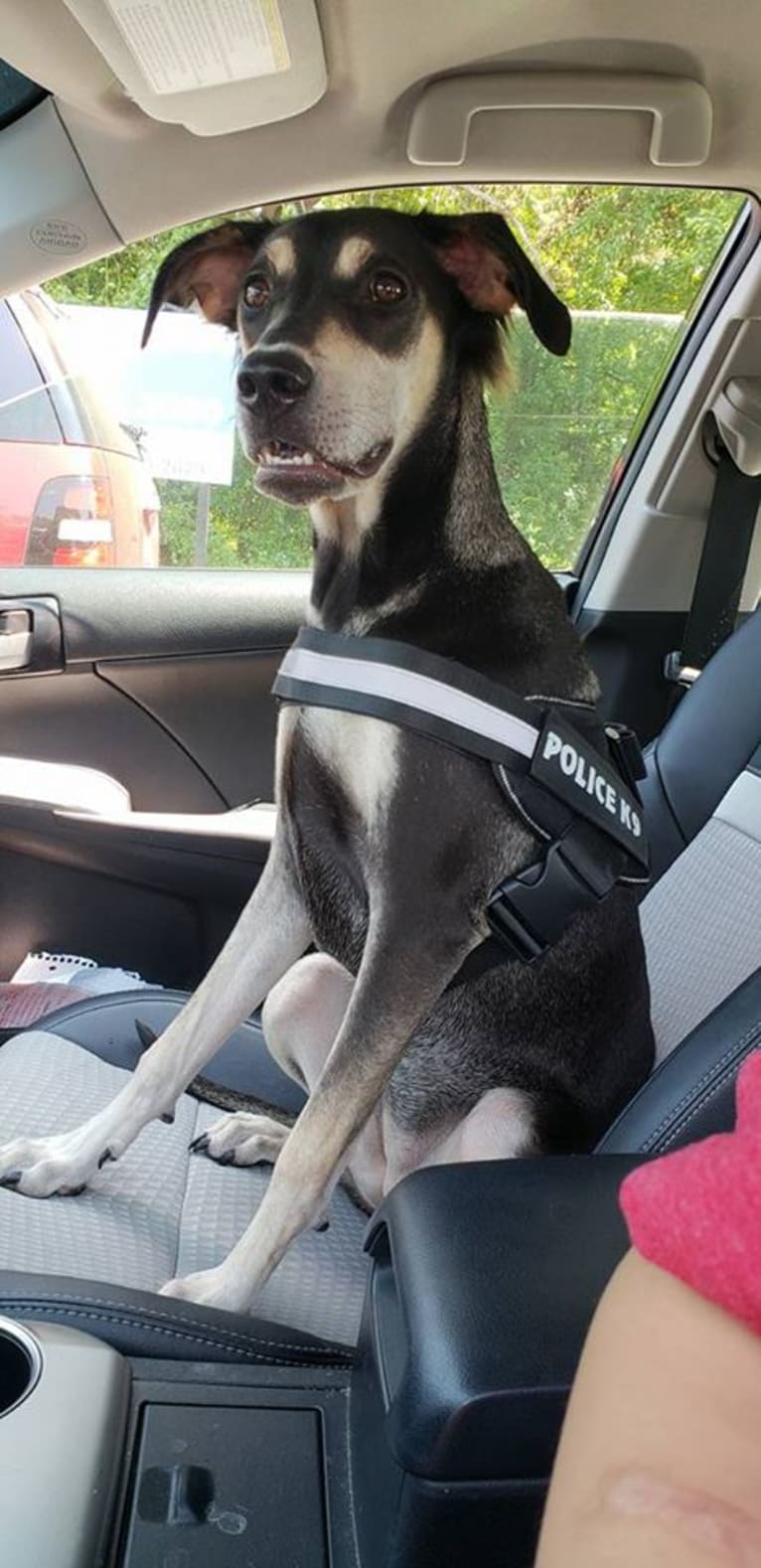 Hani, a Labrador Retriever and American Staffordshire Terrier mix tested with EmbarkVet.com