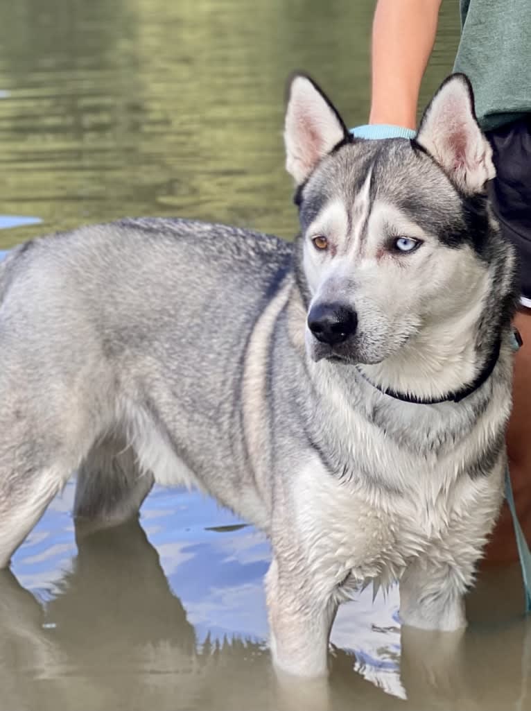 Bastion, a Siberian Husky and Alaskan Malamute mix tested with EmbarkVet.com