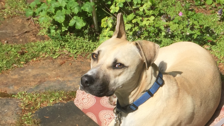 Sydney, a Catahoula Leopard Dog and American Pit Bull Terrier mix tested with EmbarkVet.com