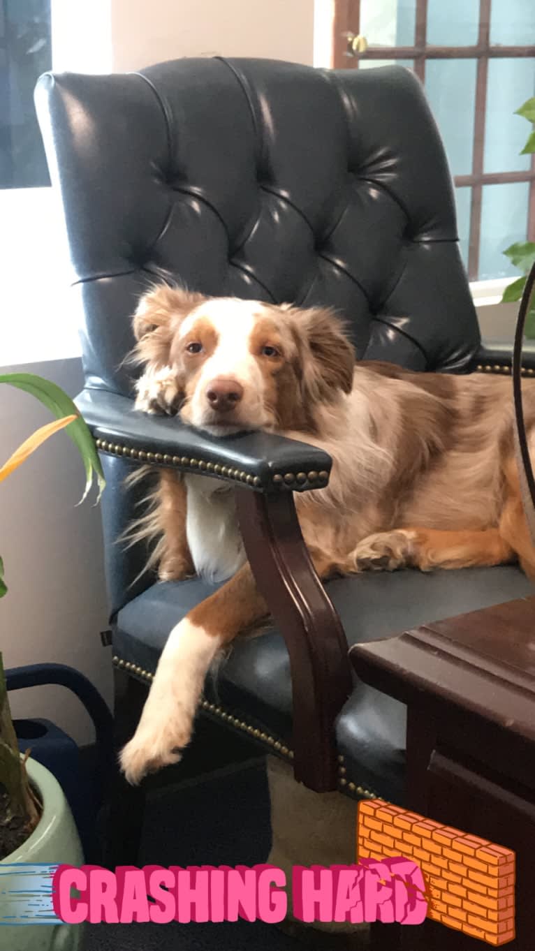 Harrison, an Australian Shepherd and Border Collie mix tested with EmbarkVet.com