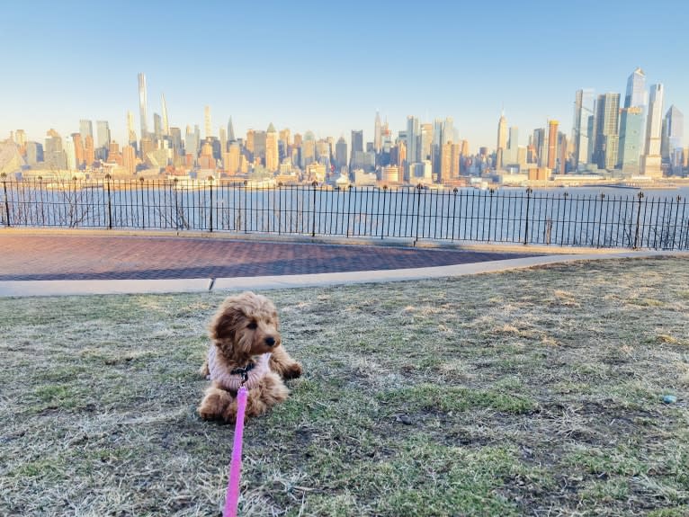 Cocoa, a Labradoodle tested with EmbarkVet.com