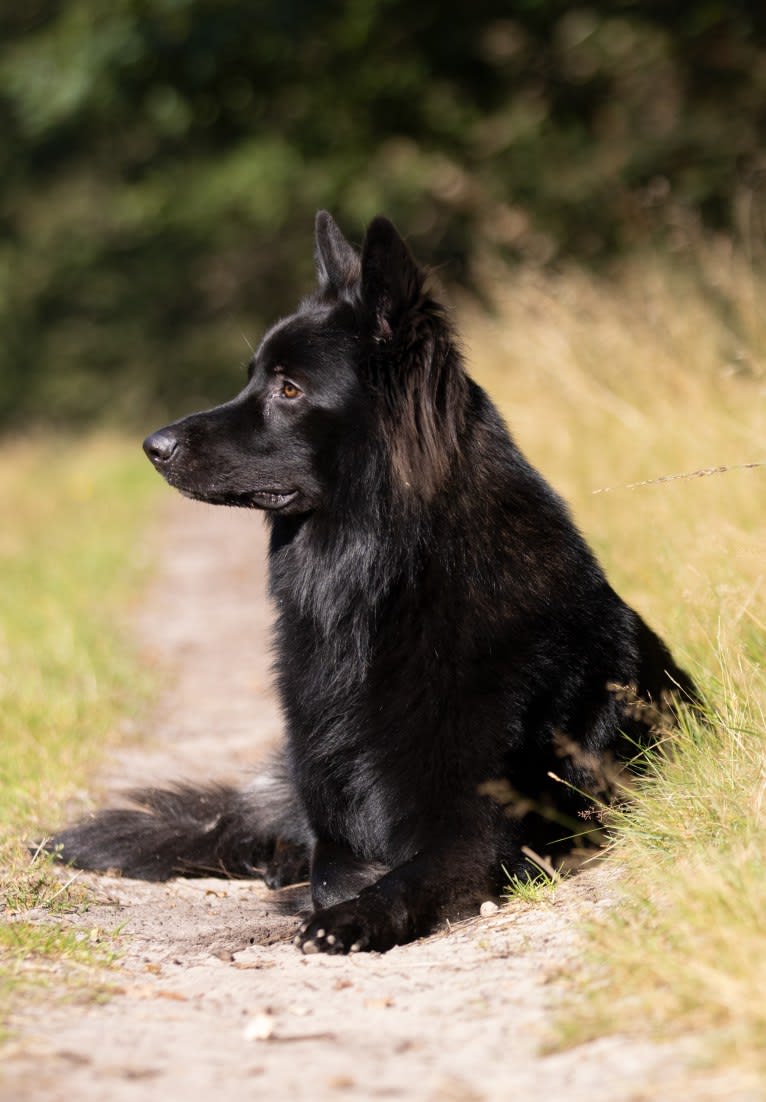 Rakan, a German Shepherd Dog tested with EmbarkVet.com