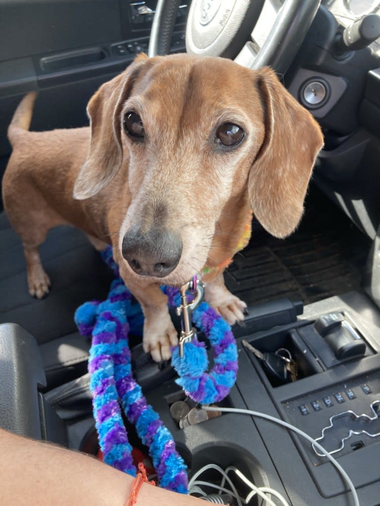 URO3 NI NE Jacob Levi RI SWA SHDNE CGCA TKP RATN RL1X RL2 RLV2X CW-ARA CW-DDA CW-Ob2A, a Dachshund tested with EmbarkVet.com