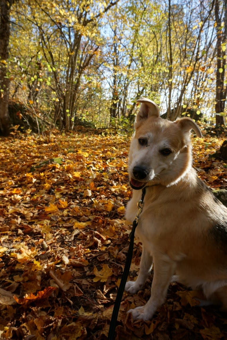 Nalle, an European Village Dog tested with EmbarkVet.com