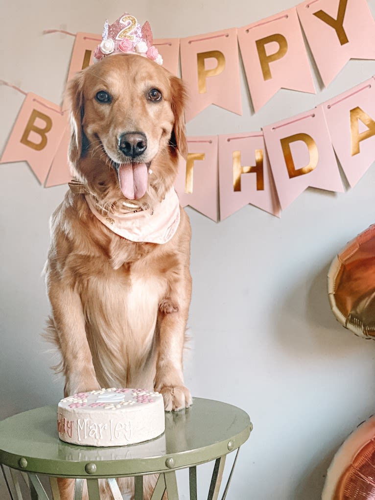 Marley, a Golden Retriever tested with EmbarkVet.com