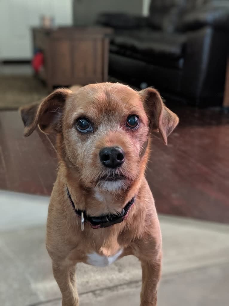 Brodie, a Miniature Pinscher and Shih Tzu mix tested with EmbarkVet.com