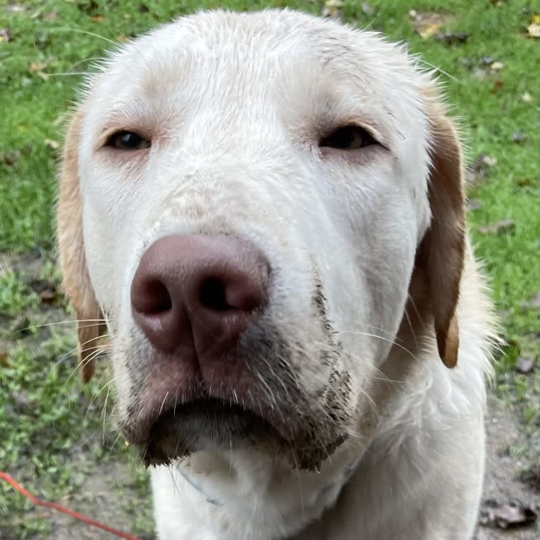 Ben, a Labrador Retriever and Great Pyrenees mix tested with EmbarkVet.com