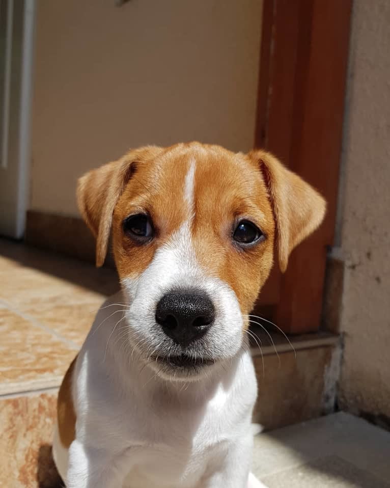 Skippy, a Russell-type Terrier and Smooth Fox Terrier mix tested with EmbarkVet.com