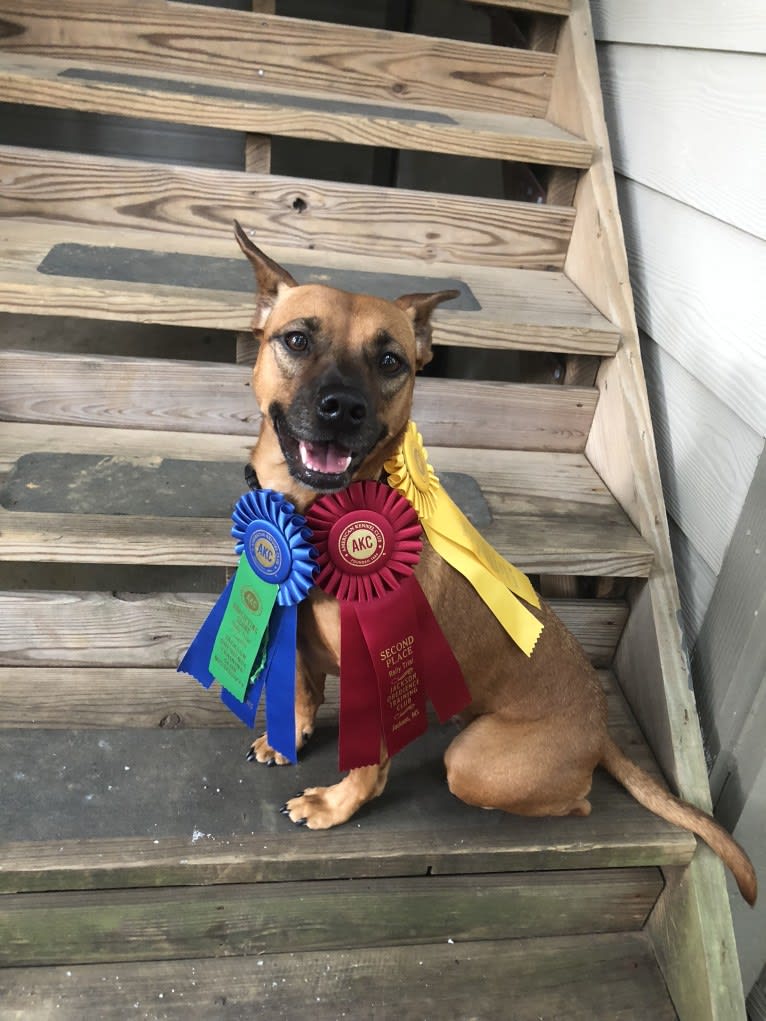 Gringa, an American Pit Bull Terrier and Australian Cattle Dog mix tested with EmbarkVet.com