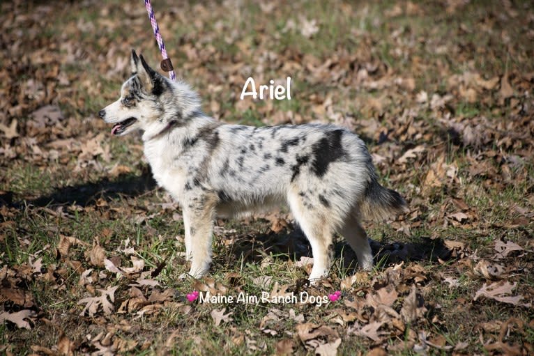 Ariel, a Pomsky tested with EmbarkVet.com