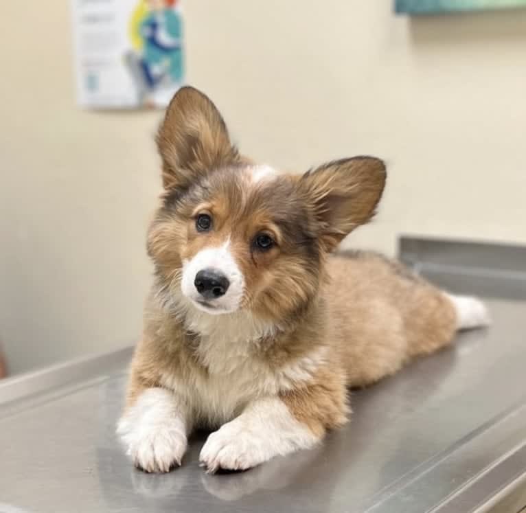 Hank, a Pembroke Welsh Corgi tested with EmbarkVet.com
