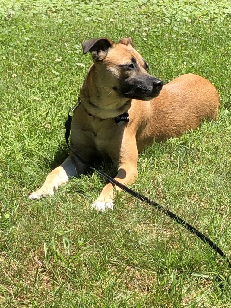 Susie, a Labrador Retriever and Chihuahua mix tested with EmbarkVet.com