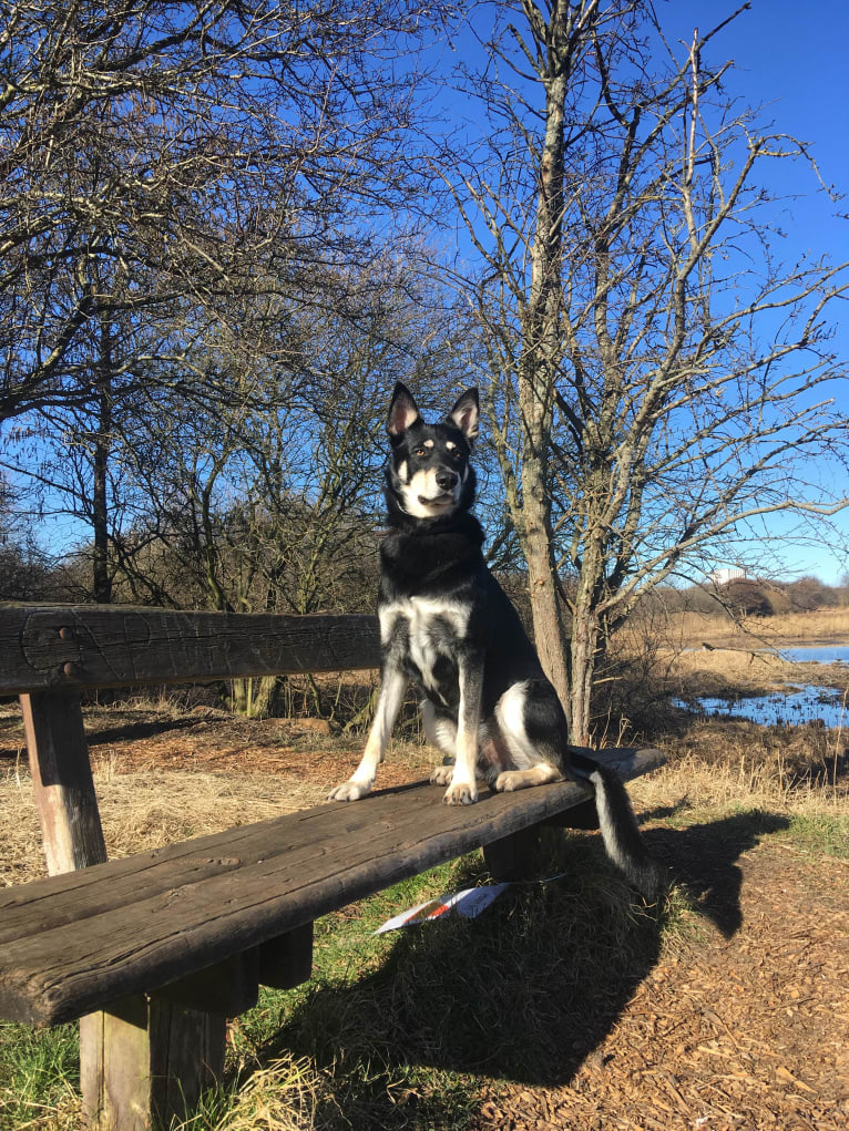 Bombao, an Eastern European Village Dog tested with EmbarkVet.com