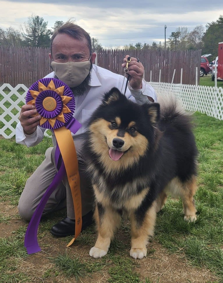 Bandit, a Finnish Lapphund tested with EmbarkVet.com