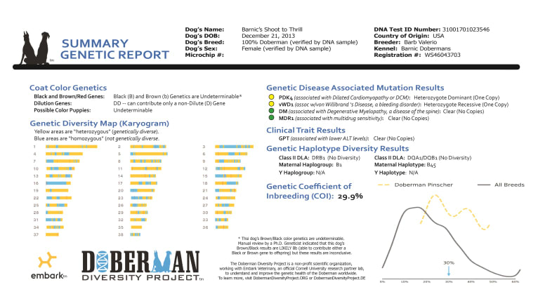Thrill, a Doberman Pinscher tested with EmbarkVet.com