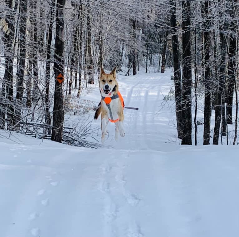 Baxter, a Mountain Cur and West Siberian Laika mix tested with EmbarkVet.com