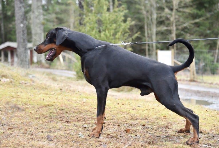 Pacha Kamaq of Dark Ancestor, a Doberman Pinscher tested with EmbarkVet.com