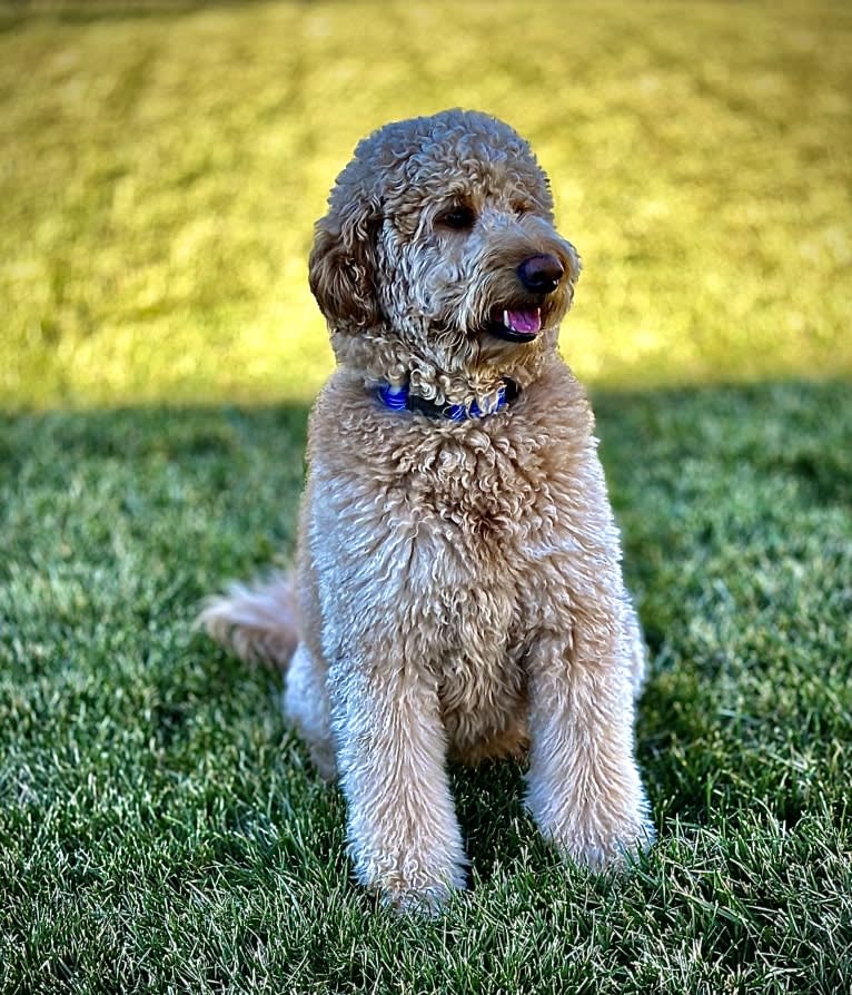 Pharaoh, a Goldendoodle tested with EmbarkVet.com