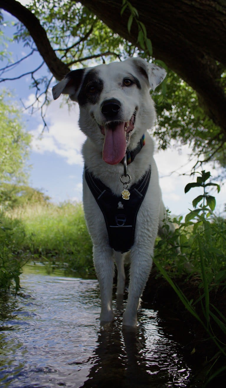 Roma, an European Village Dog tested with EmbarkVet.com