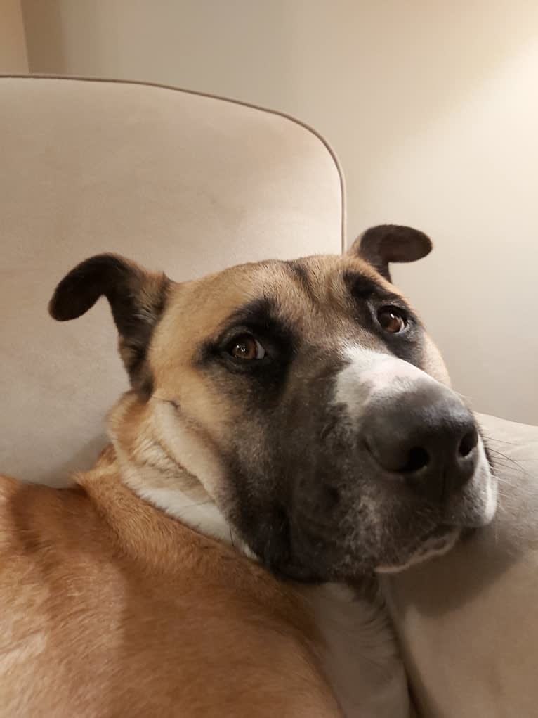 Winston Park, an Akita and American Pit Bull Terrier mix tested with EmbarkVet.com