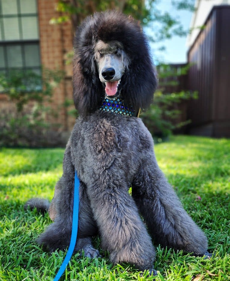 Arwen, a Poodle (Standard) tested with EmbarkVet.com