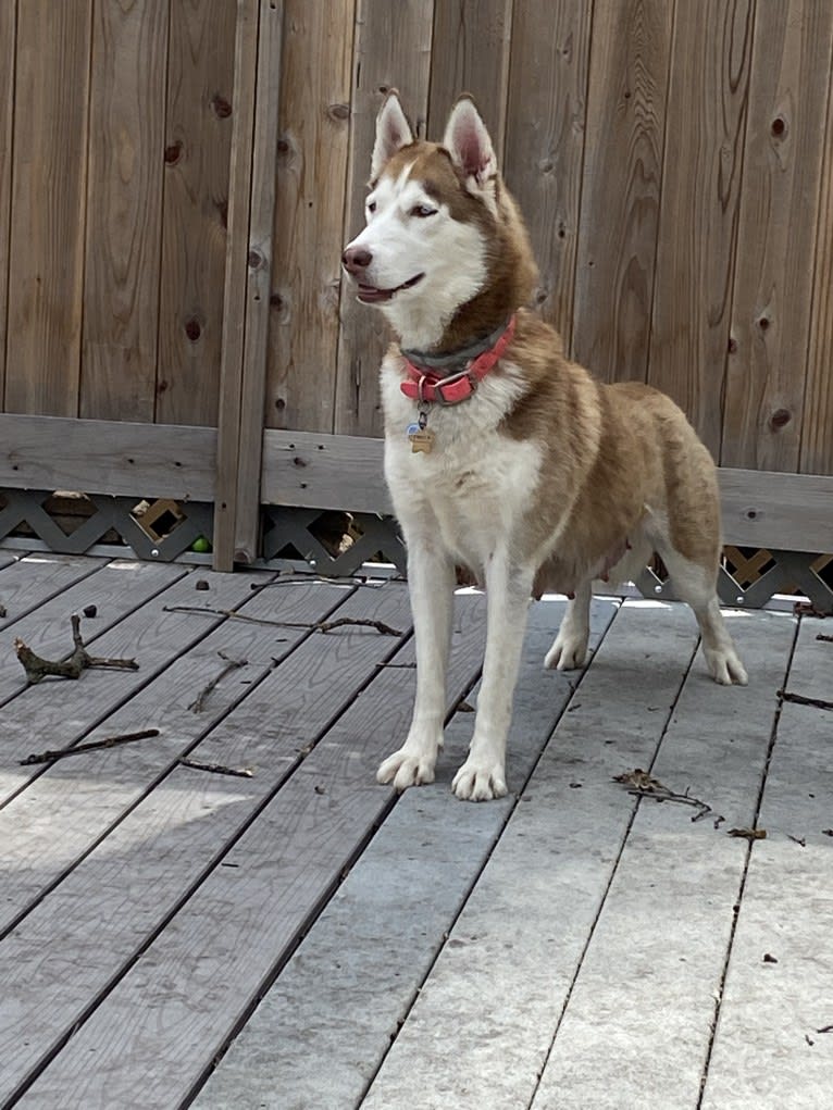 Freya, a Siberian Husky tested with EmbarkVet.com