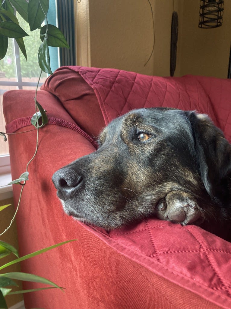 Leo, a Labrador Retriever and Golden Retriever mix tested with EmbarkVet.com