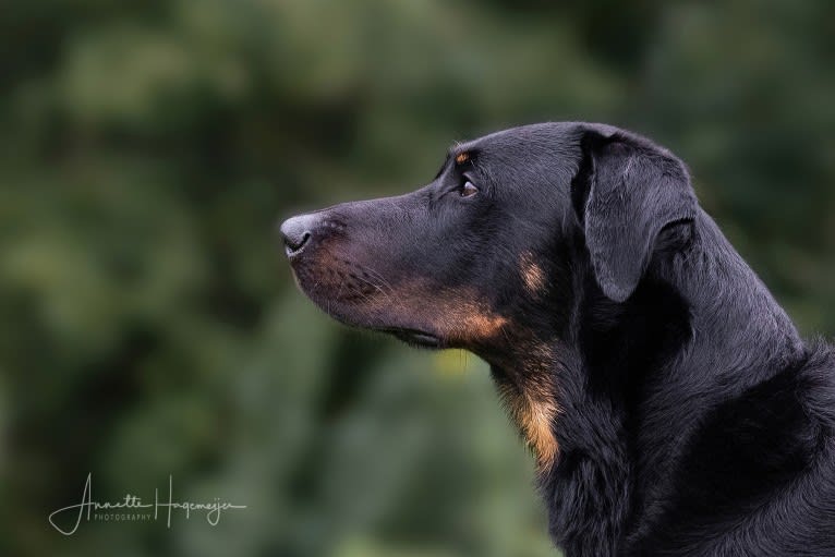 Youp, a Beauceron tested with EmbarkVet.com