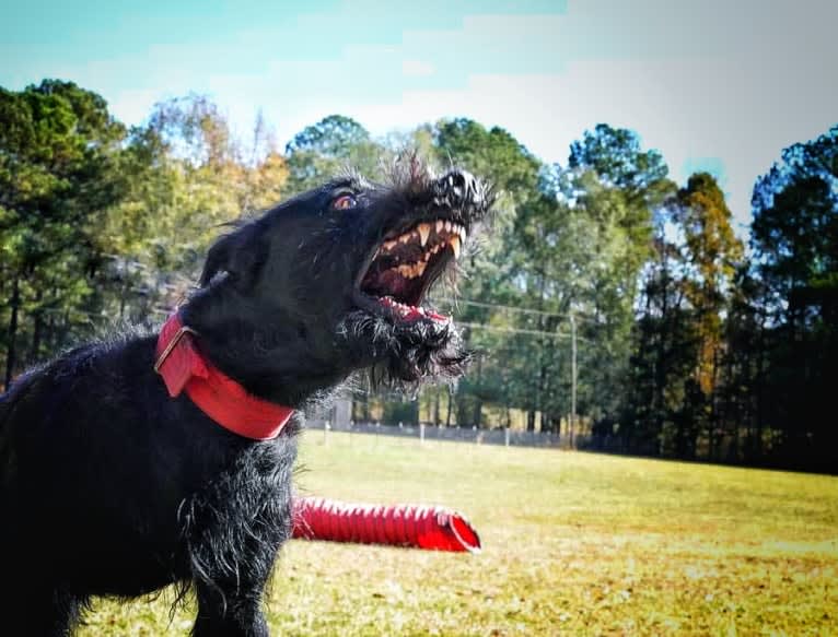 Vaatu, a Black Russian Terrier and Belgian Malinois mix tested with EmbarkVet.com