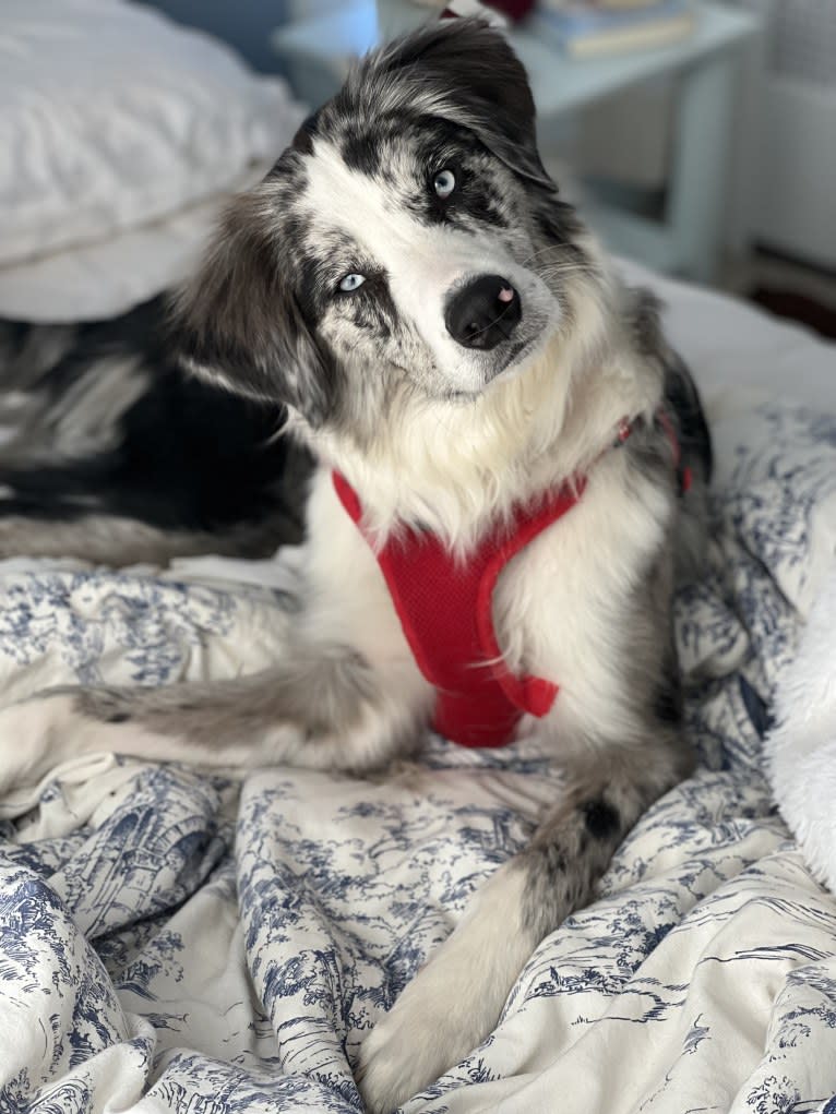 Ziggy, an Australian Shepherd and Border Collie mix tested with EmbarkVet.com