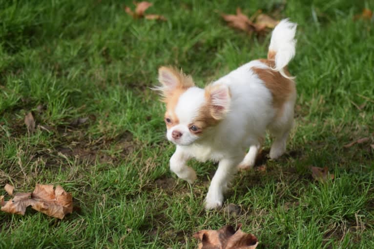 Grimm, a Chihuahua tested with EmbarkVet.com