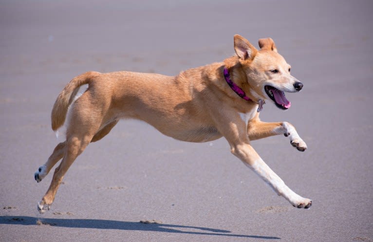 Zoe, an Australian Cattle Dog and Rat Terrier mix tested with EmbarkVet.com