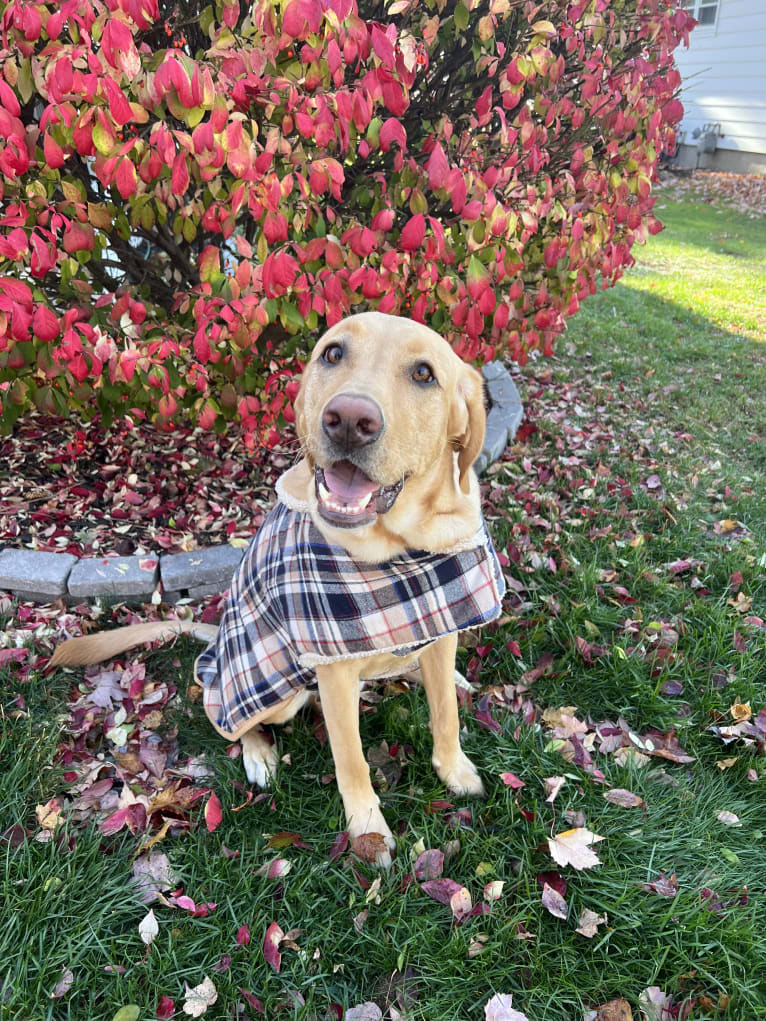 Ziggy, a Labrador Retriever tested with EmbarkVet.com