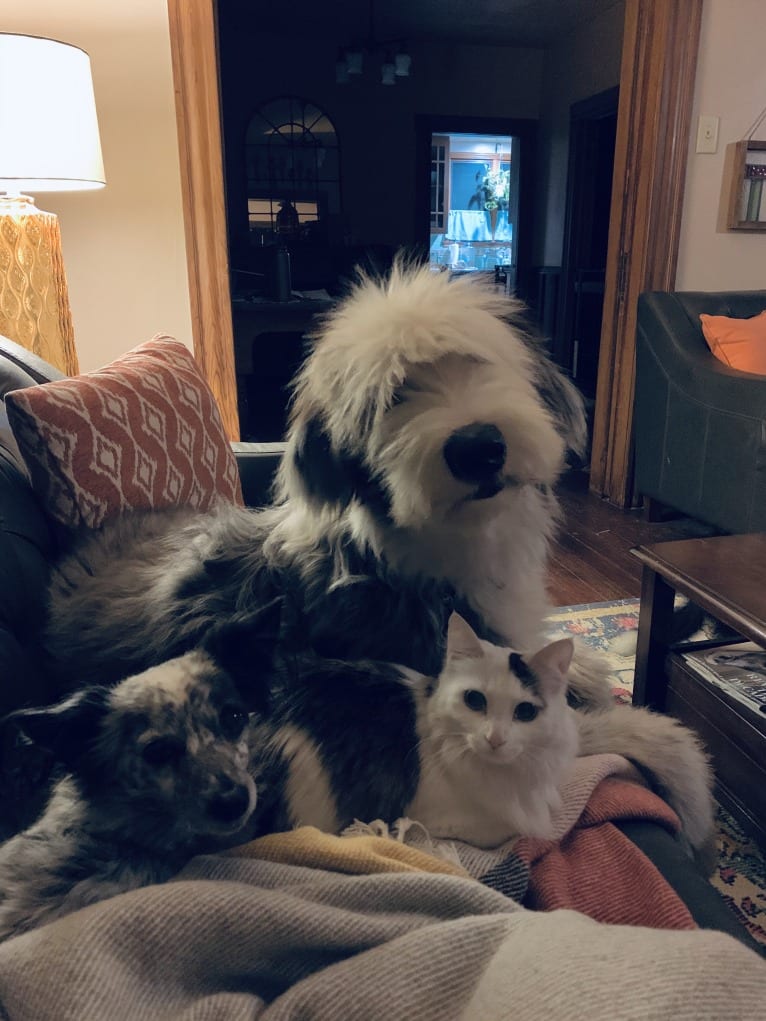 Fred, an Old English Sheepdog and Siberian Husky mix tested with EmbarkVet.com