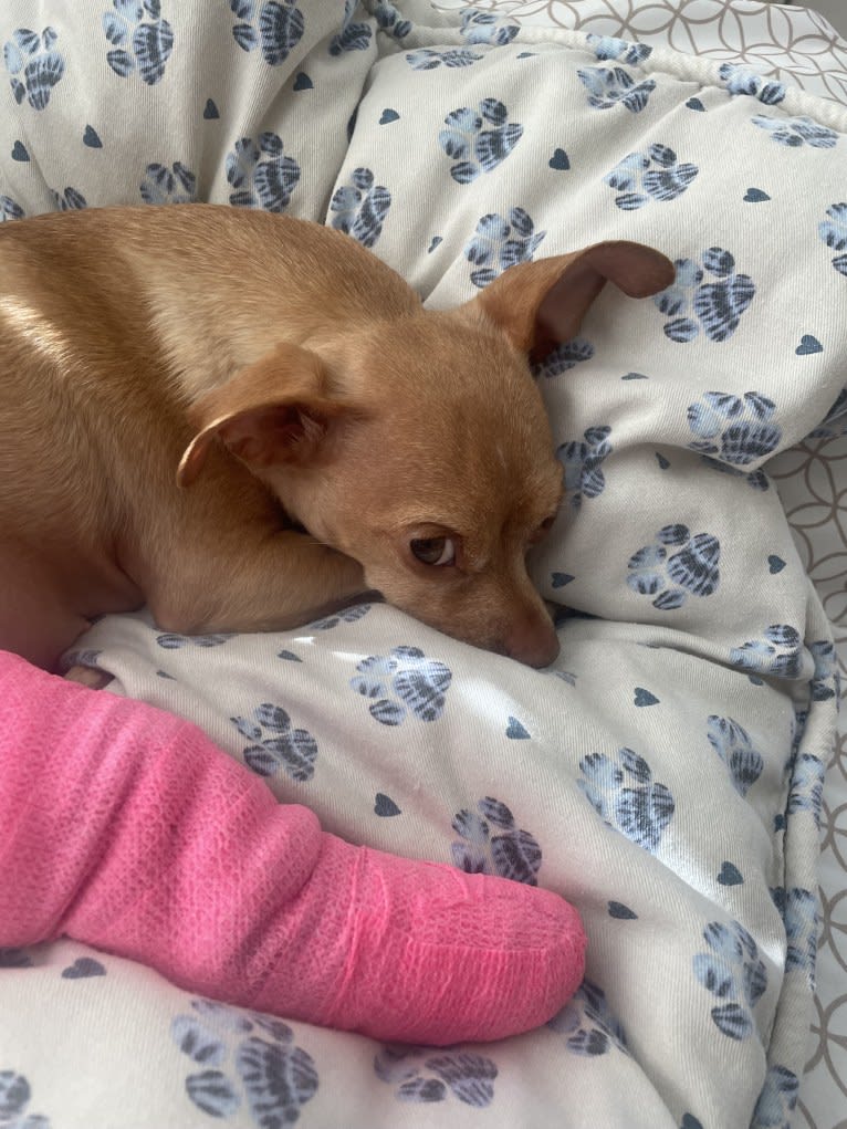 Lily, a Chihuahua and Rat Terrier mix tested with EmbarkVet.com