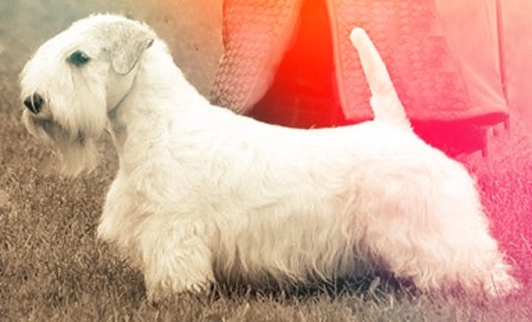 Feisty, a Sealyham Terrier tested with EmbarkVet.com